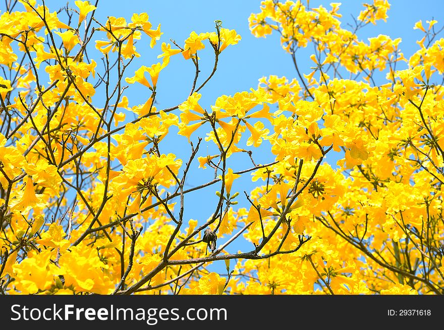 Yellow flowers bloom in spring