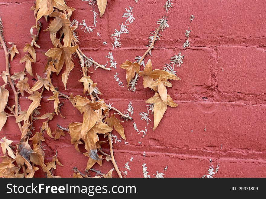 Old red brick wall with dead leaves