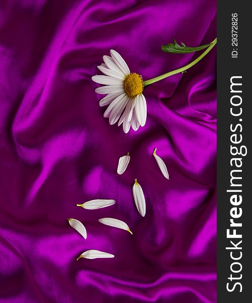 A white daisy rests on a satin bedspread with petals falling. A white daisy rests on a satin bedspread with petals falling.