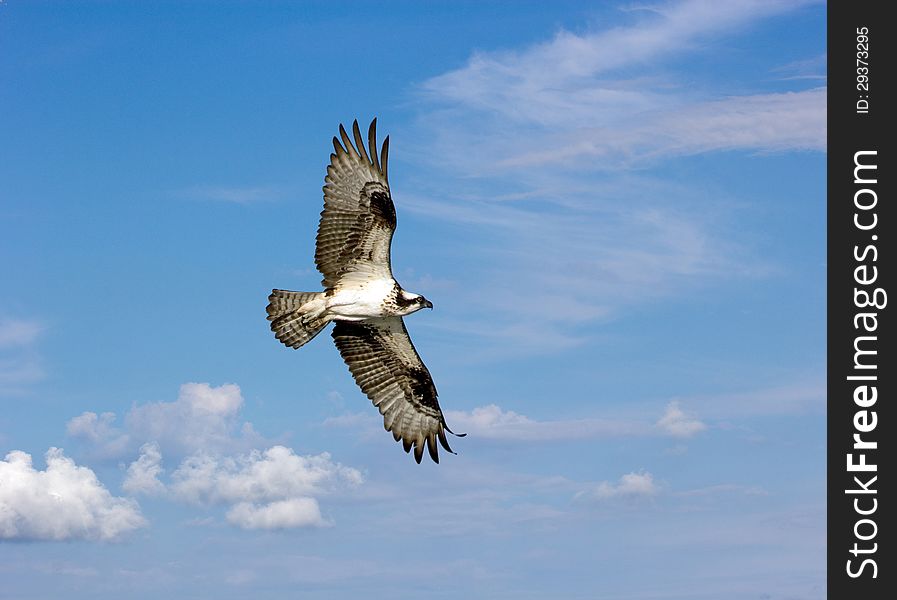 Osprey is flying peacefully on a beautiful blue sky. Osprey is flying peacefully on a beautiful blue sky