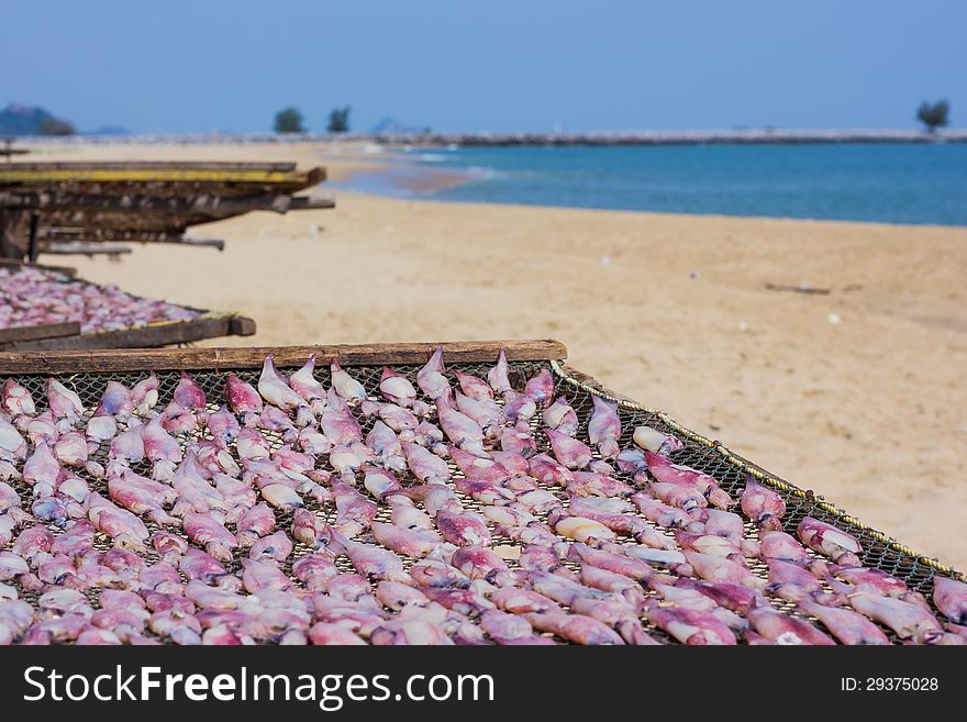 Dried squid at the fishing village Thailand