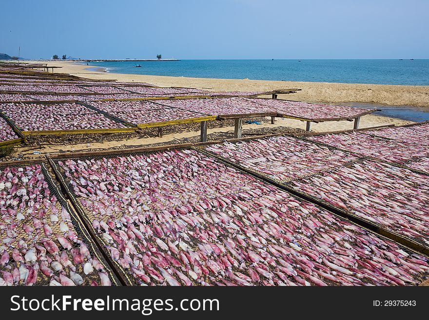 Dried squid at the fishing village Thailand