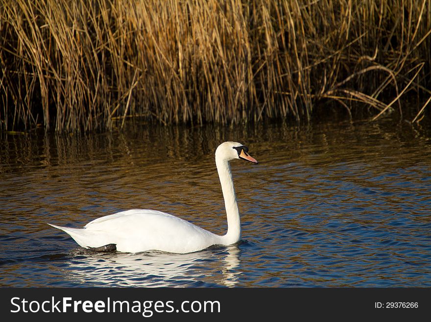 Swan On The River In Somerset