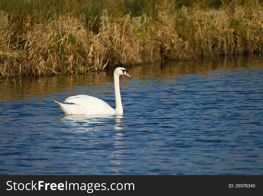 Swans swimming on the River Axe in Somerset England. Swans swimming on the River Axe in Somerset England
