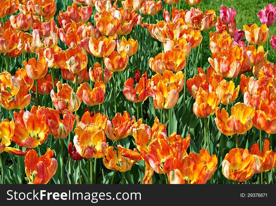 Many orange tulips in the park. Many orange tulips in the park