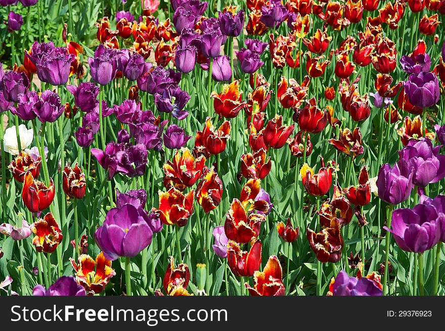 Many red and purple tulips in park