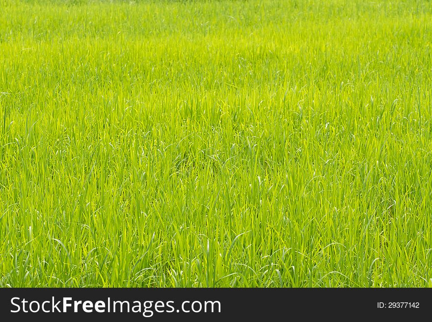 Ripening rice in a paddy field close up. Ripening rice in a paddy field close up