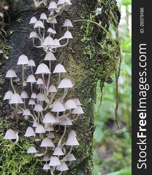 Umbrella-shaped tree mushrooms in Ecuadorian cloud forest. Umbrella-shaped tree mushrooms in Ecuadorian cloud forest