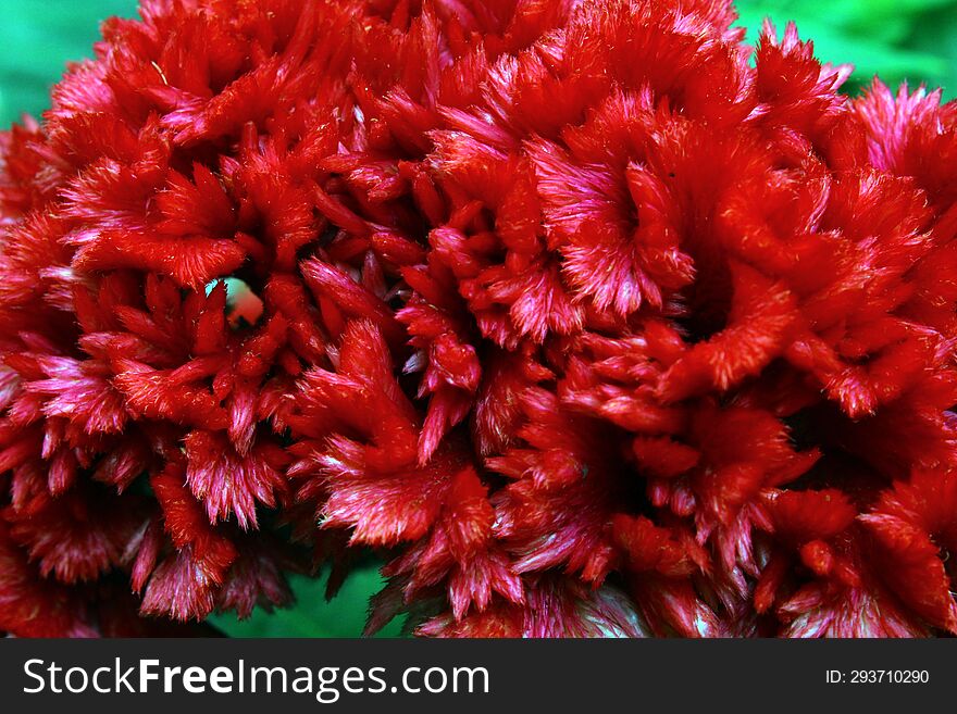 the flowers in spring are so unique and different with their dense and very red plumage. the flowers in spring are so unique and different with their dense and very red plumage