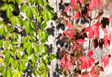 Background Of Red And Green Leaves Of Wild Grapes Stock Image Background Of Red And Green Leaves Of Wild Grapes Stock Image