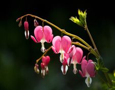 Bleeding Heart&x28;Dicentra Spectabilis&x29; Stock Photos Bleeding Heart&x28;Dicentra Spectabilis&x29; Stock Photos