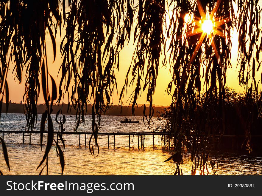Waterside willow tree in sunset light