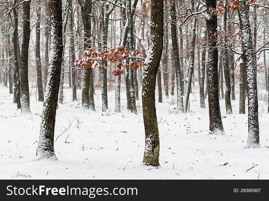 Winter in the oak forest. Winter in the oak forest