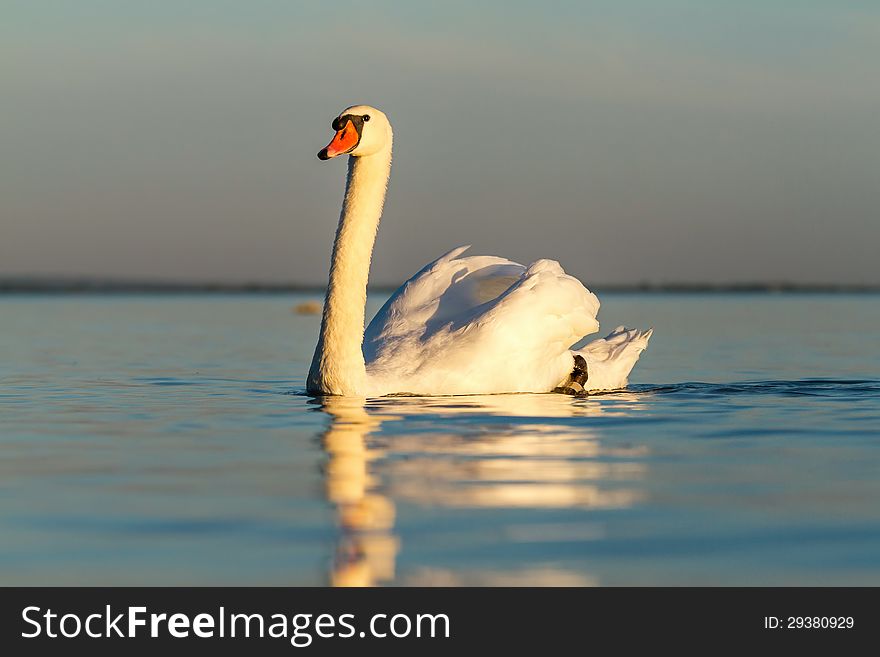 Close up of a swan at sunset light