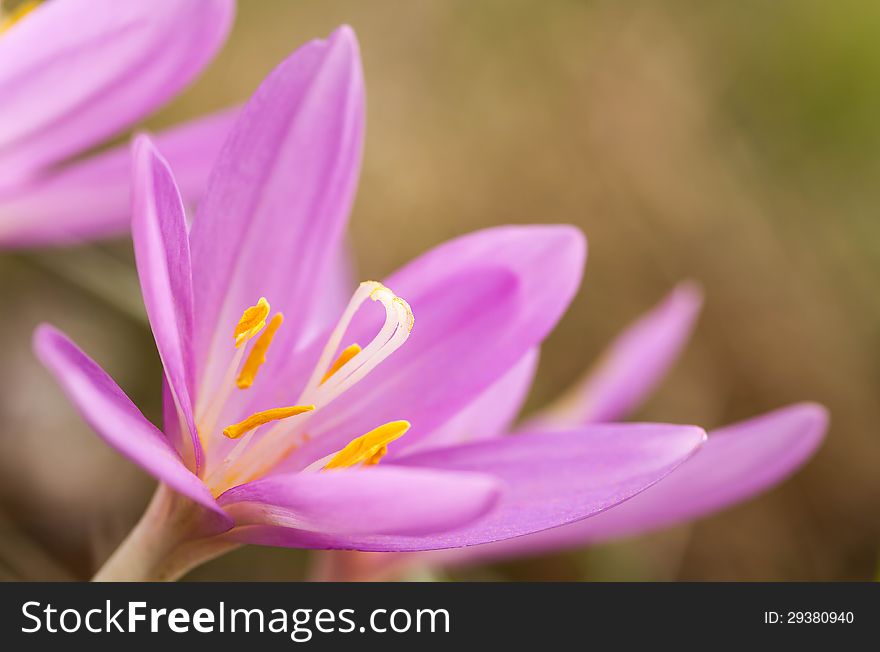 Nice flower in the autumn time (Colchicum autumnale). Nice flower in the autumn time (Colchicum autumnale)