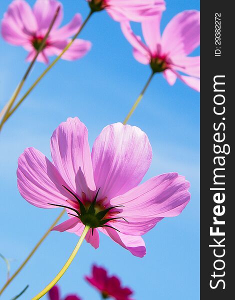 Pink flower and blue sky