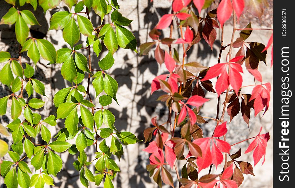 Background of red and green leaves of wild grapes on the background of the wall