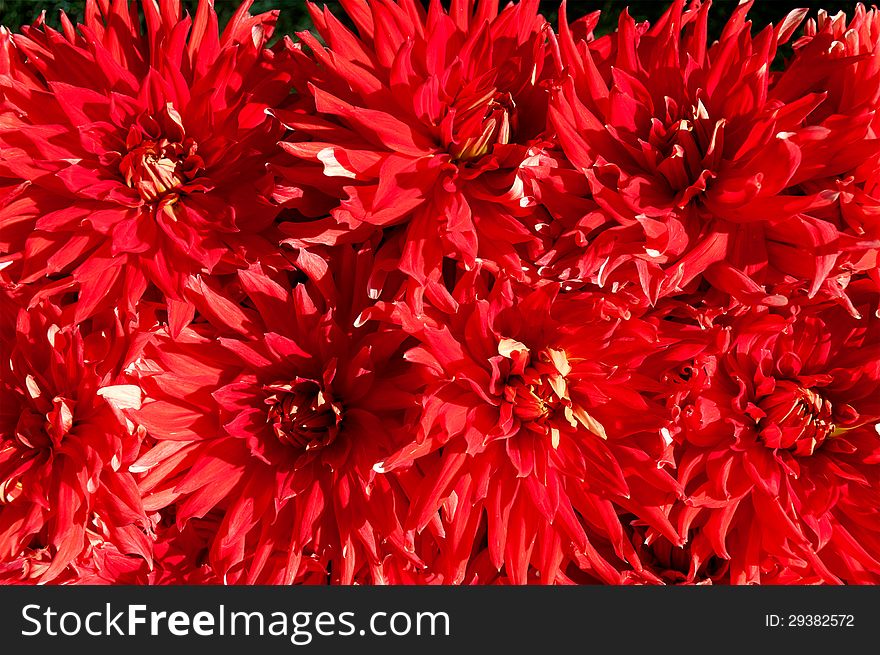 Background Of The Red Color Gerberas