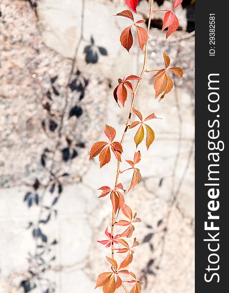 Branch of wild grapes on the background of the wall with a shadow