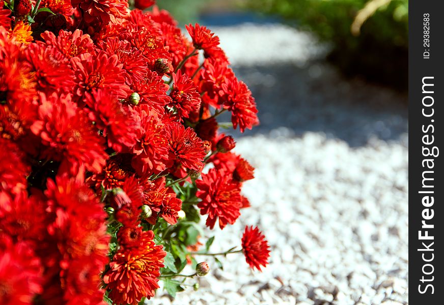 Background Of The Red Color Gerberas