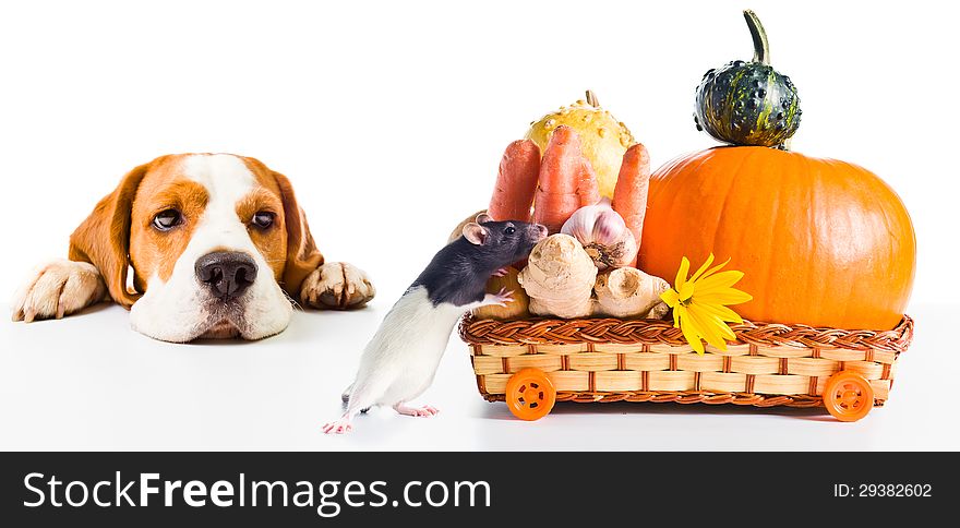 The dog observes as a rat takes away products. white background