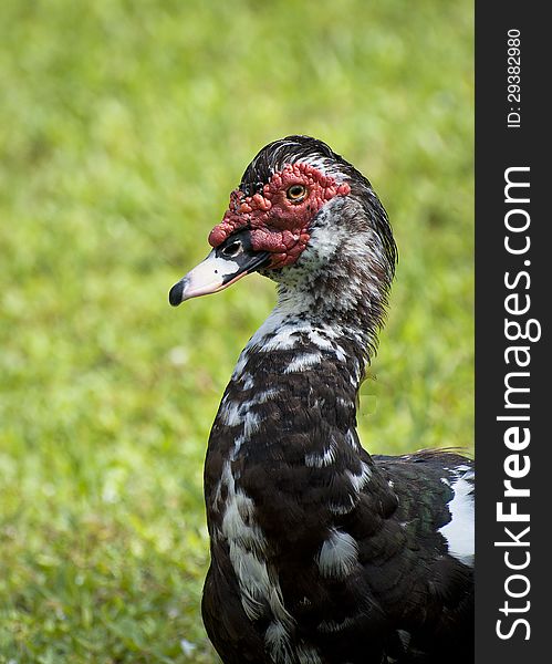 Mottled Muscovy duck with red caruncles against green grass background