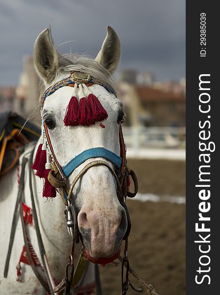 A traditional Anatolian jereed horse