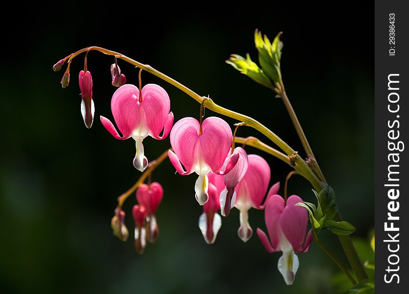 Beautiful pink Bleeding Heart Flowers on dark background. Beautiful pink Bleeding Heart Flowers on dark background