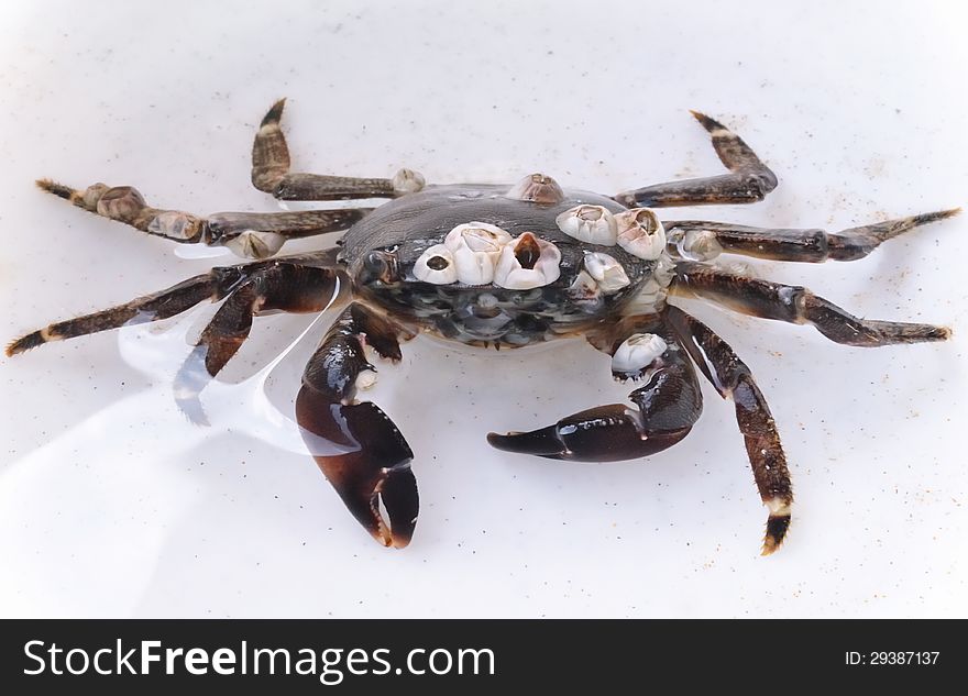 Sea crab with attached seashells sitting on the white background