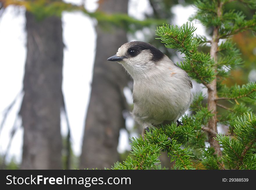 The Gray Jay