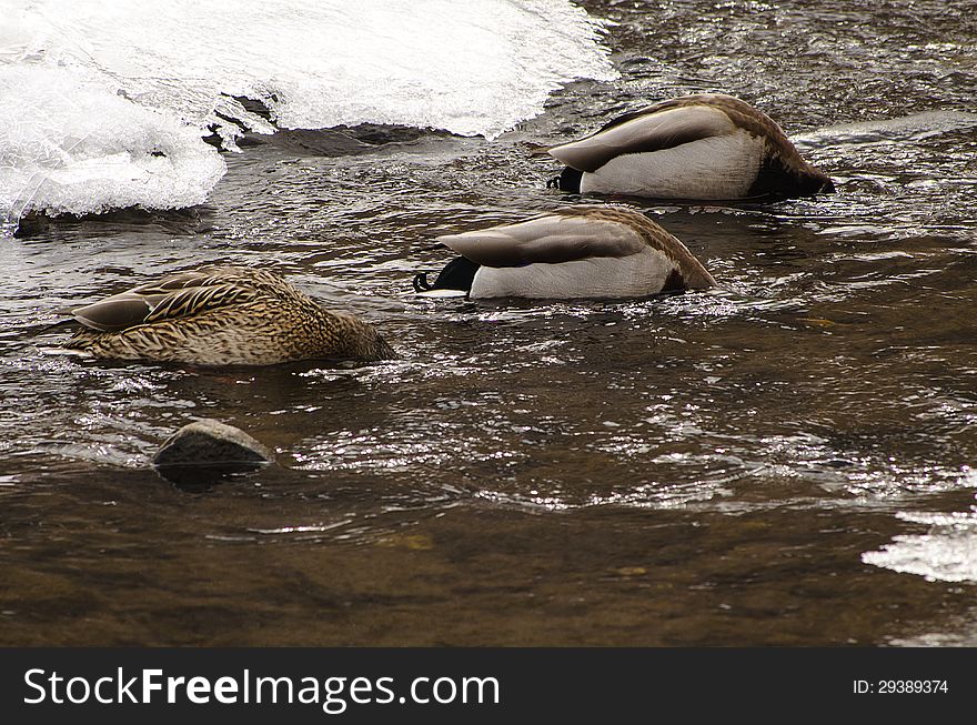 Three Ducks looking for dinner. Three Ducks looking for dinner