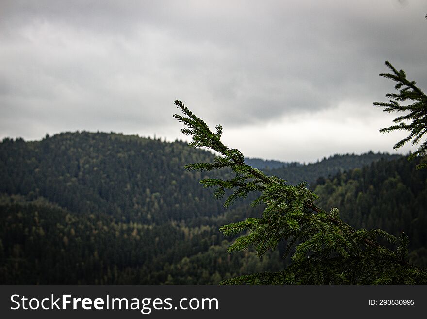 Fir Tree Branch And A Beautiful Landscape