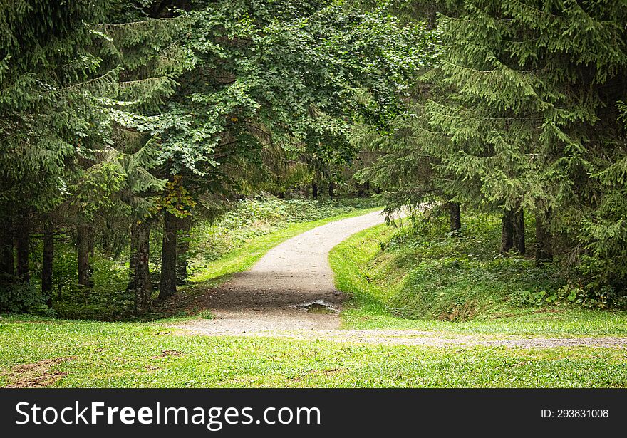 Pietonal forest path from Borsec natural parc