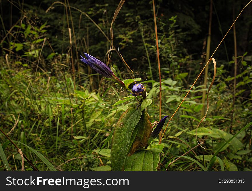 Photo Of A Purple Flower From Forest