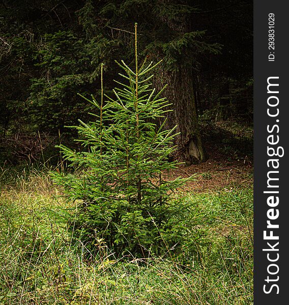 Fir saplings from the forest of Borsec