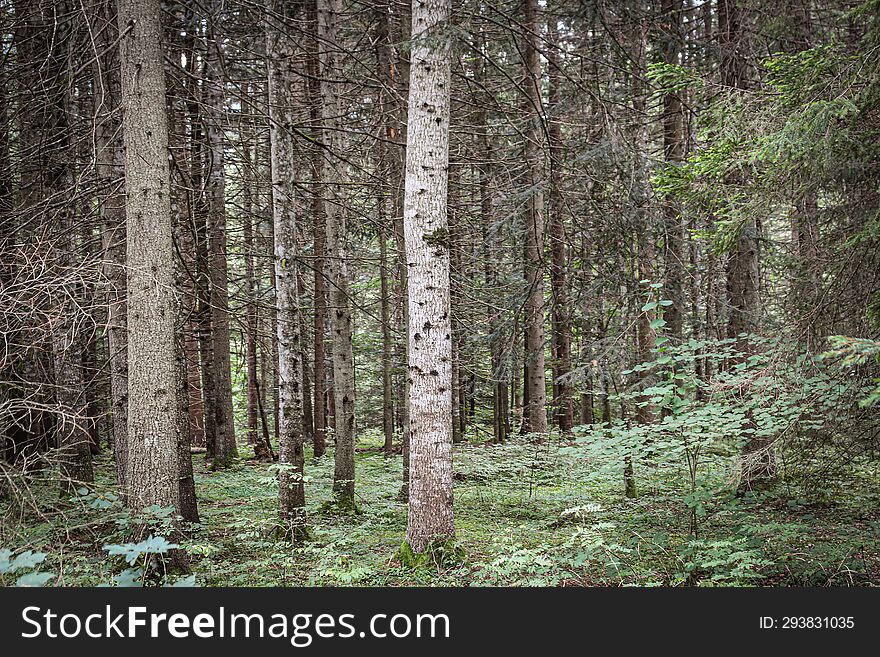 Tree Trunks From The Forest Of Borsec