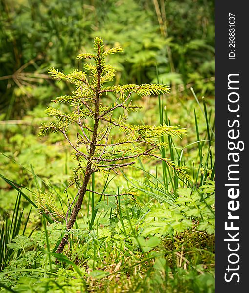 Fir saplings from the forest of Borsec