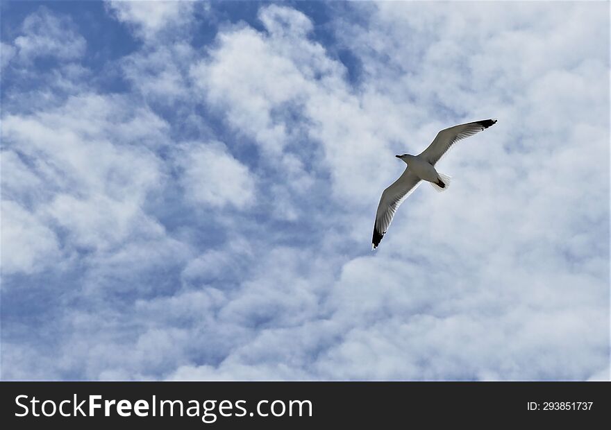 Seagull fly high in the blue sky