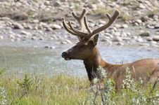 Elk Resting Stock Image