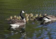 Geese And The Goslings Royalty Free Stock Images Geese And The Goslings Royalty Free Stock Images