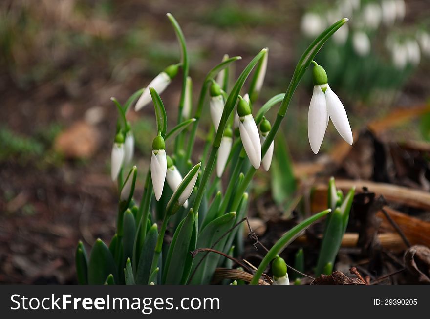 Spring snowdrops in two groups