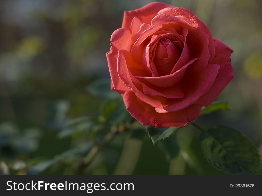 Red rose in a garden