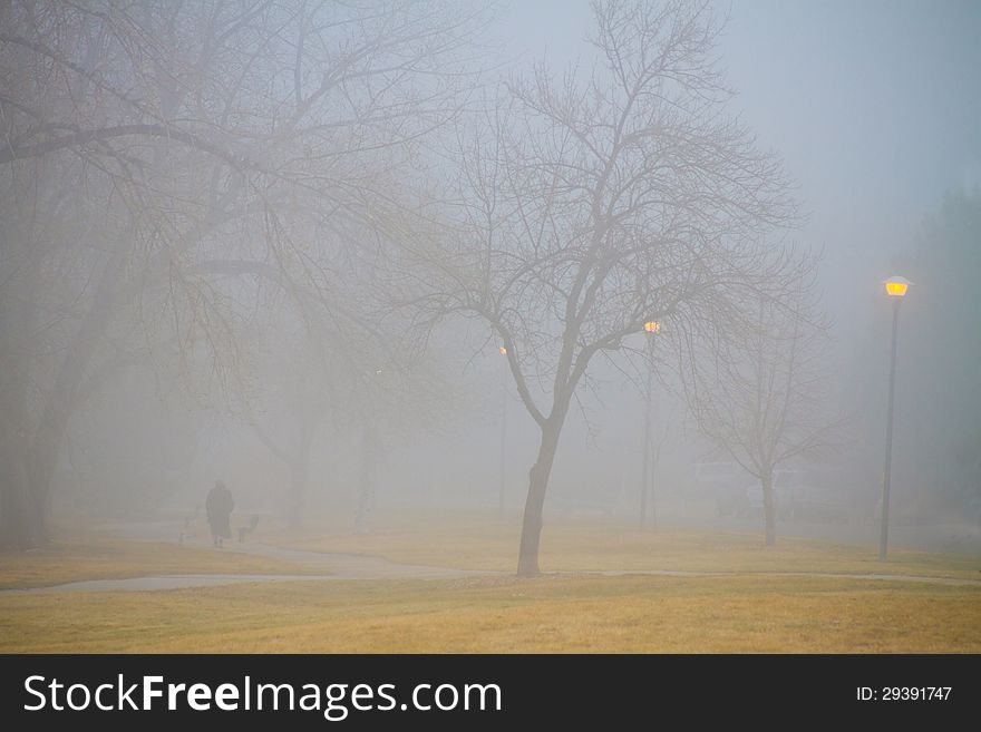 Foggy Park Morning