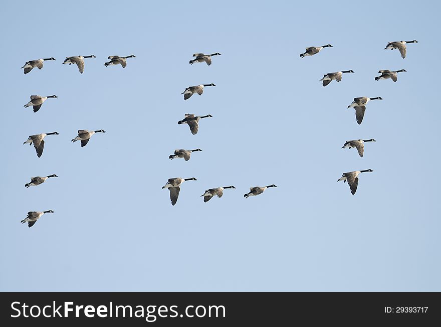 Composite of Canadian Geese spelling the word Fly. Composite of Canadian Geese spelling the word Fly