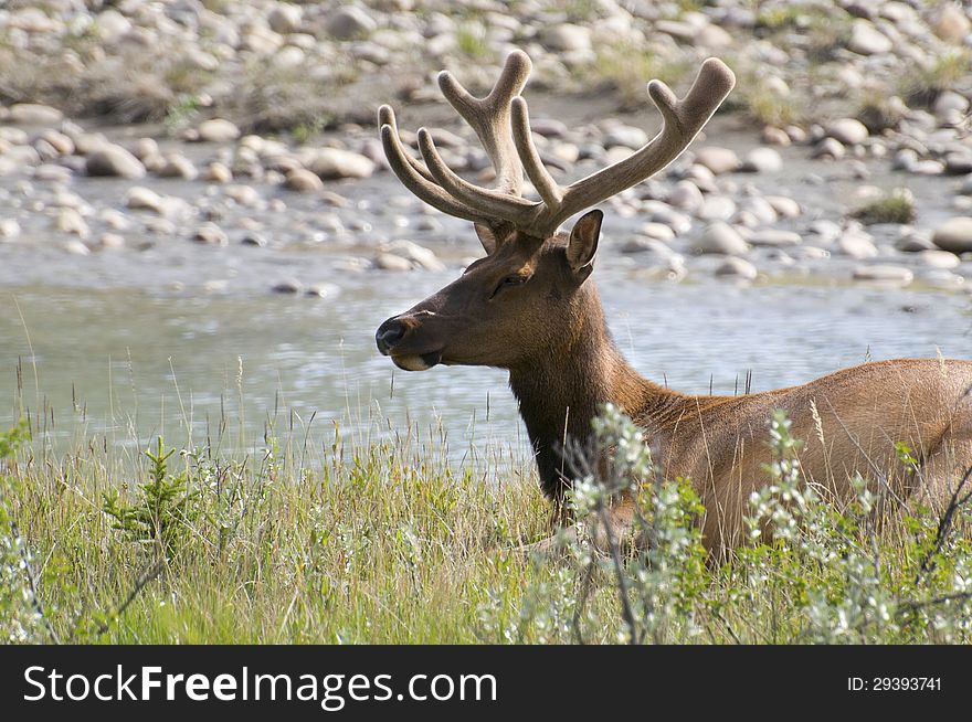 Male elk resting by the river in the early morning, located in Jasper National Park