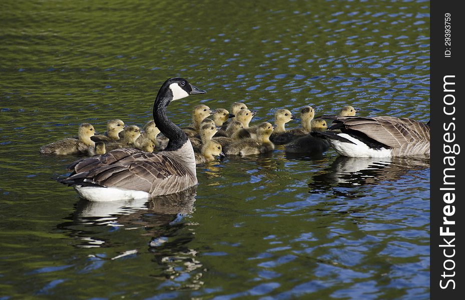 Geese And The Goslings