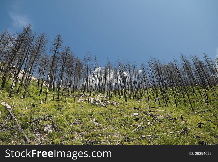 New growth in an area of BC which had a massive forest fire. New growth in an area of BC which had a massive forest fire