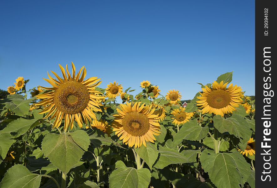 Selective focus on sunflower on the left of the foreground flowers. Selective focus on sunflower on the left of the foreground flowers