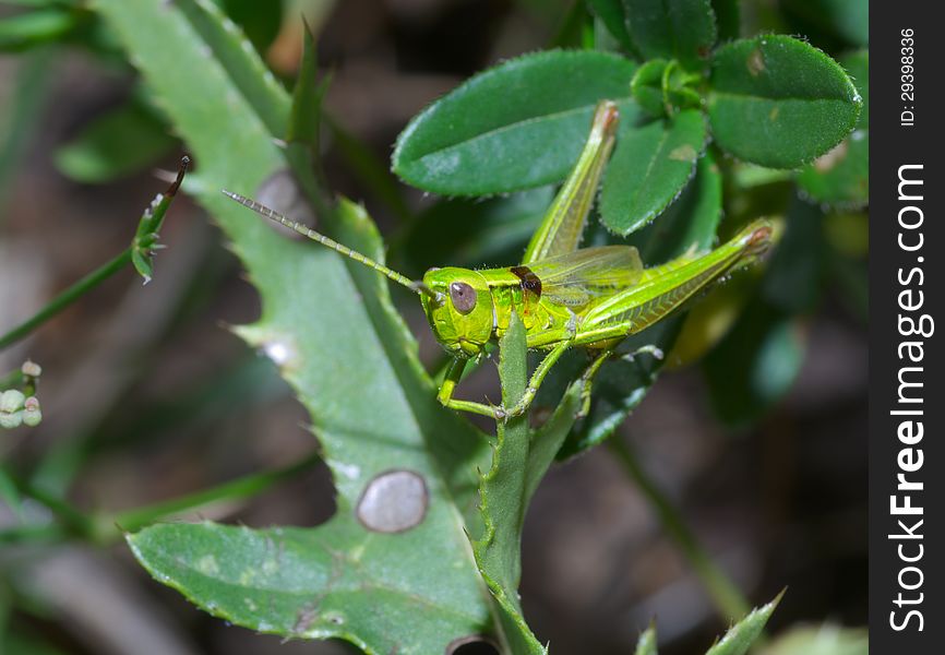 Macro shot of grasshopper in grass. Macro shot of grasshopper in grass