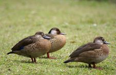 Wild Duck Stock Photography Wild Duck Stock Photography